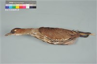 藏品(黑冠麻鷺)的圖片